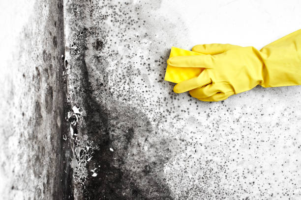 Best Toxic Mold Removal  in Wilkesboro, NC