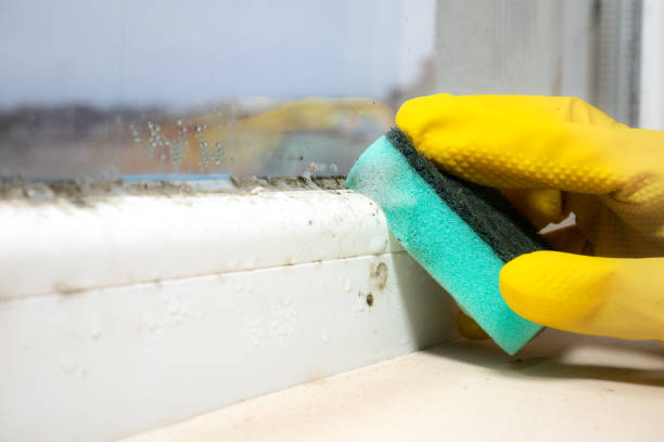 Best Attic Mold Removal  in Wilkesboro, NC