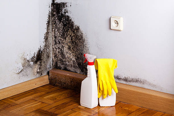 Best Mold Cleaning Services  in Wilkesboro, NC