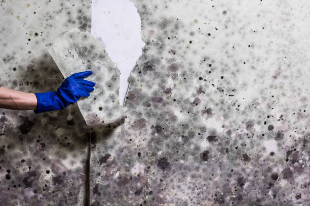 Best Commercial Mold Removal  in Wilkesboro, NC